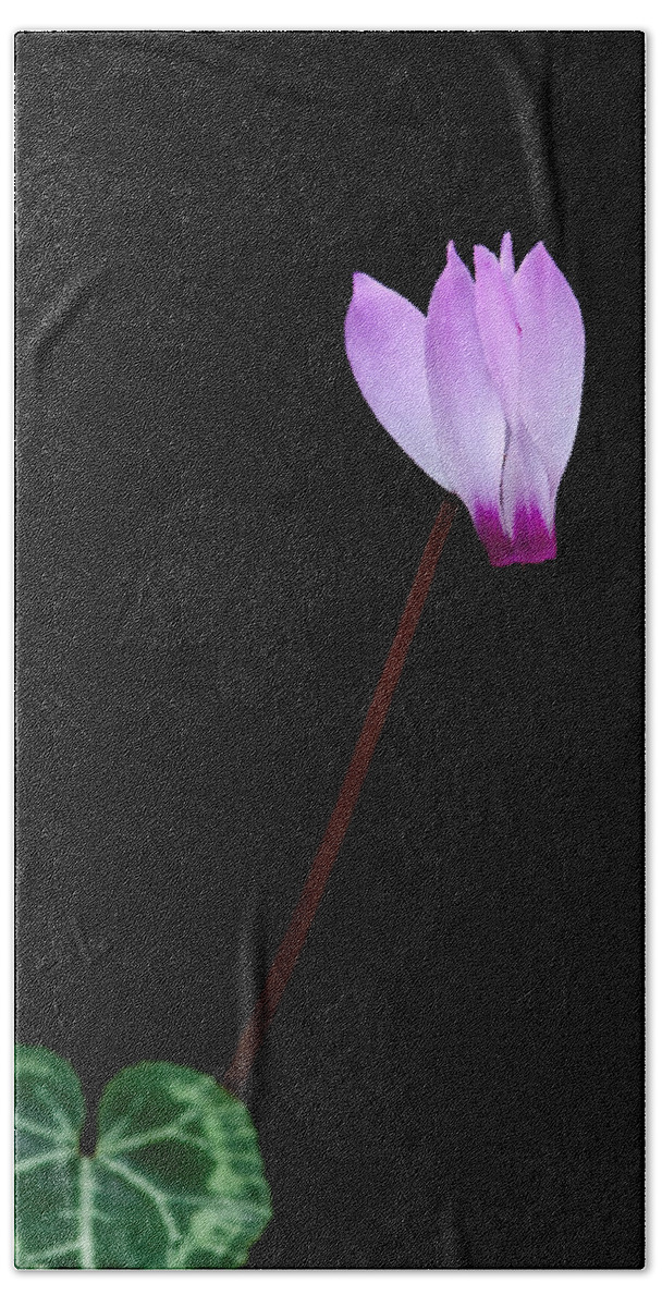Flower Bath Towel featuring the photograph Pink Cyclamen flower by Michalakis Ppalis