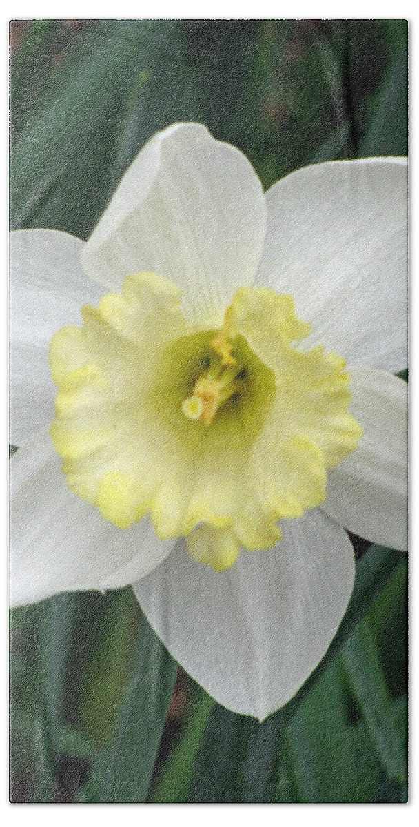 Daffodil Bath Towel featuring the photograph Daffodil 06 by Pamela Critchlow