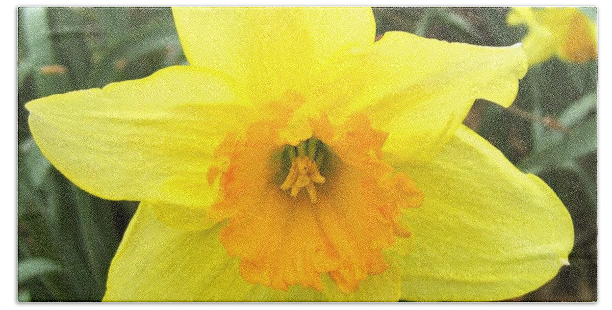 Dutch Master Daffodil Hand Towel featuring the photograph Daffodil by Ydania Ogando