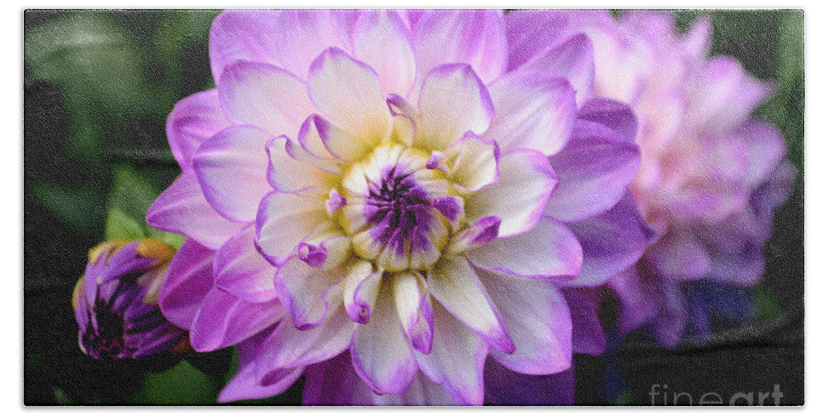 Art Hand Towel featuring the photograph Dahlia Flower with Purple Tips by Scott Lyons