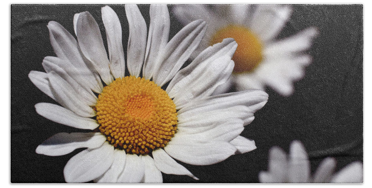 Daisies Bath Towel featuring the photograph Daisies by Rona Black