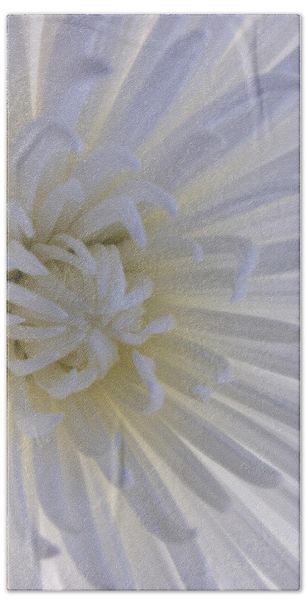 Flowers Hand Towel featuring the photograph Daisy Dream Glow by Joseph Hedaya