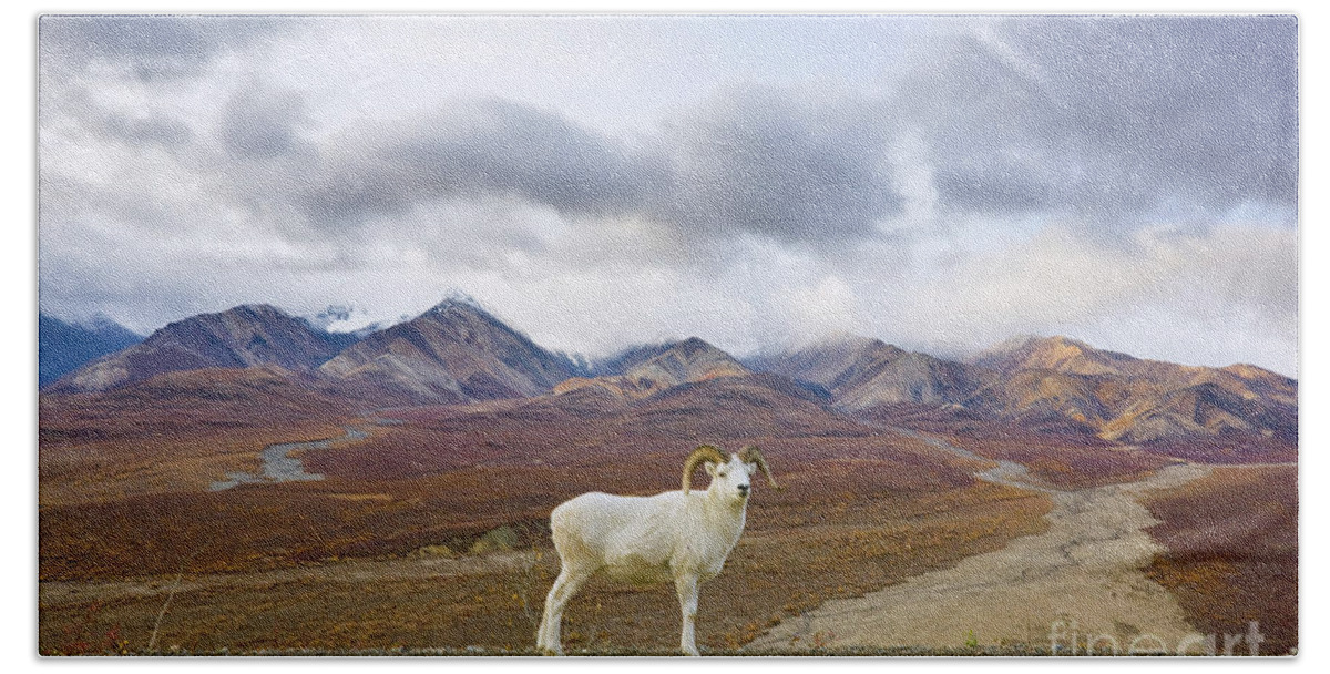 00440943 Bath Towel featuring the photograph Dalls Sheep Ram Denali National Park by Yva Momatiuk John Eastcott