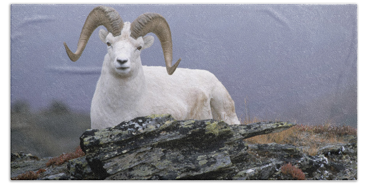 Feb0514 Bath Towel featuring the photograph Dalls Sheep Ram Resting On Hillside by Michael Quinton