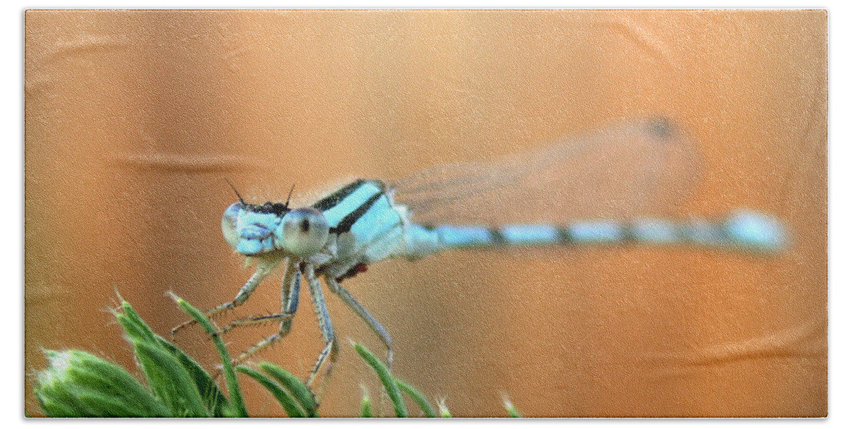 Damselfly Hand Towel featuring the photograph Damselfly by Shane Bechler