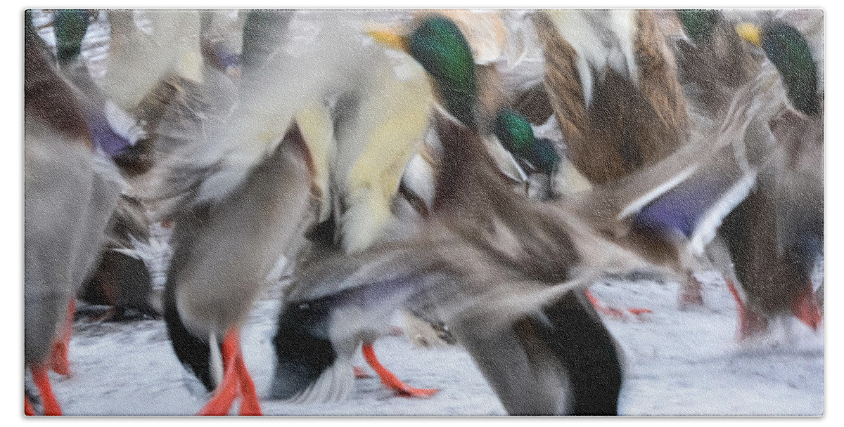 Mallards Hand Towel featuring the photograph Dancing Ducks by Holden The Moment