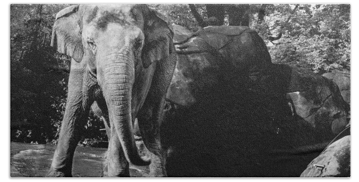 Indian Elephant Bath Towel featuring the photograph Dancing Elephant by Keith Allen