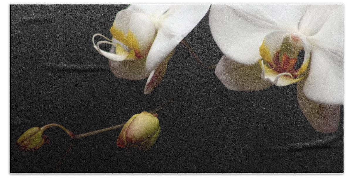 Phalaenopsis Orchid Bath Sheet featuring the photograph Dark Orchid by Carol Montoya