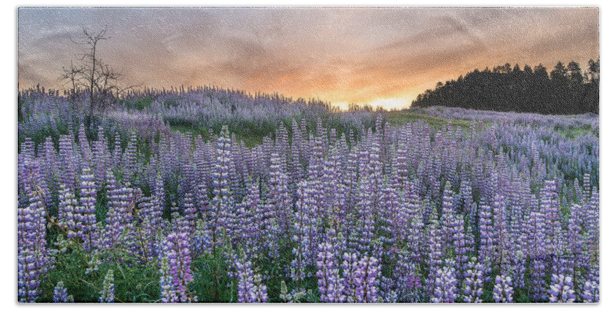 Lupine Hand Towel featuring the photograph Dawn of Lupine by Greg Nyquist
