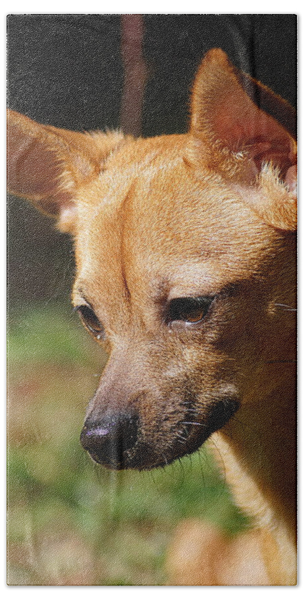 Dog Hand Towel featuring the photograph Deer-head Chihuahua by Paul Wilford