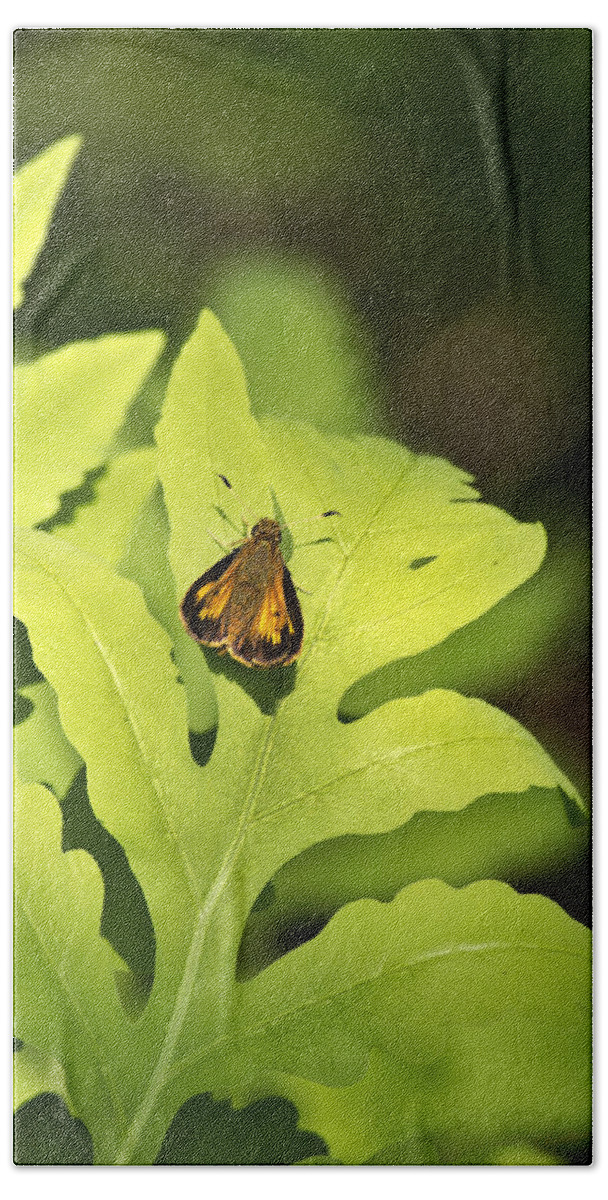 Butterfly Bath Towel featuring the photograph Delaware Skipper by Christina Rollo