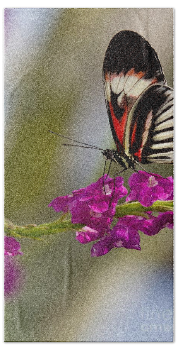 Macro Bath Towel featuring the photograph delicate Piano Key Butterfly by Sabrina L Ryan