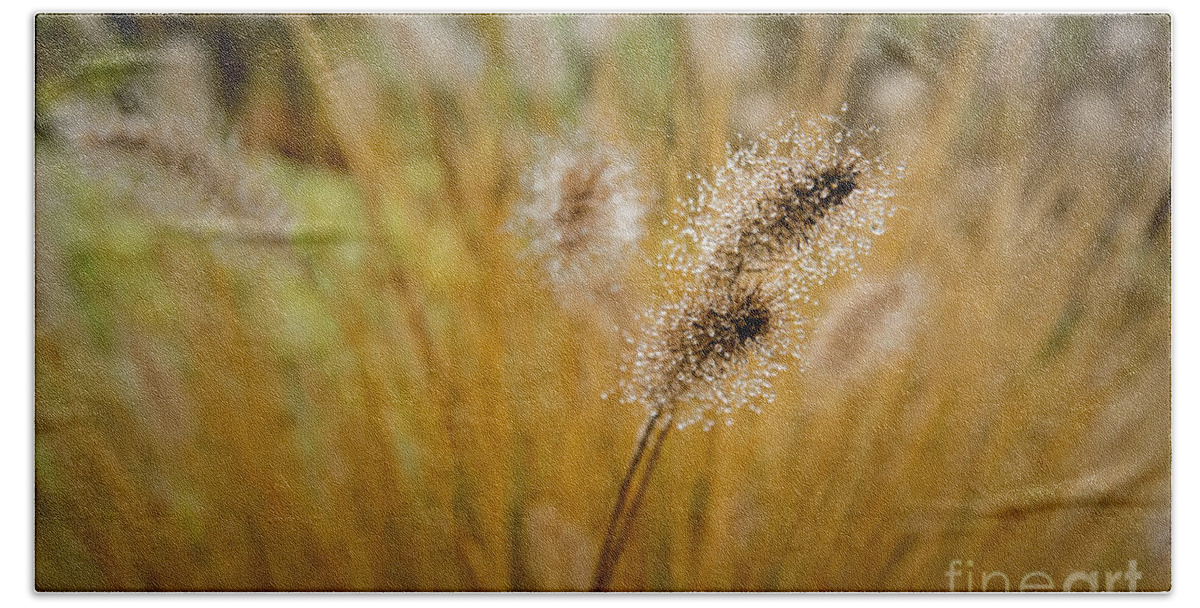 Dew Bath Towel featuring the photograph Dew on Ornamental Grass No. 4 by Belinda Greb
