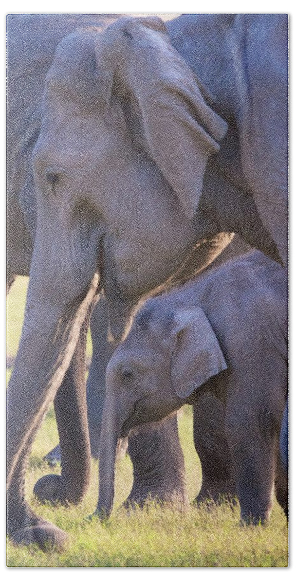 India Bath Towel featuring the photograph Dhikala Elephants by David Beebe