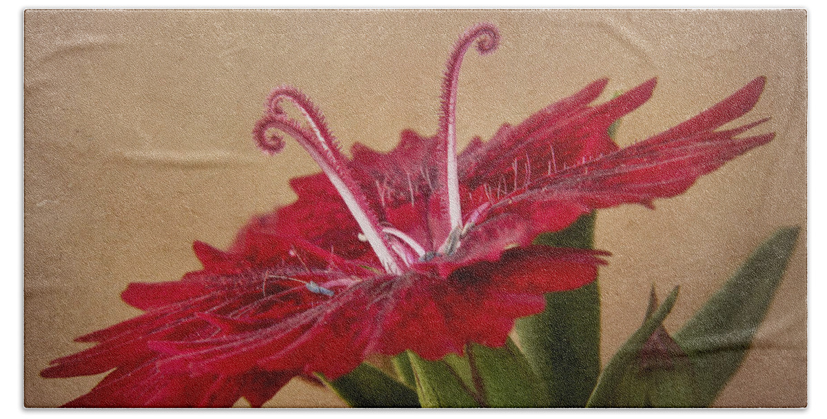 Flower Bath Towel featuring the photograph Dianthus by David and Carol Kelly