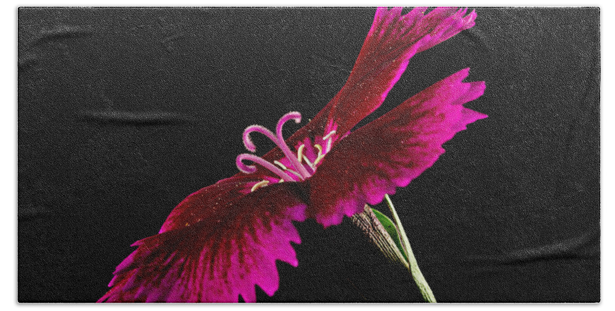 Blossom Bath Towel featuring the photograph Dianthus by Mary Jo Allen