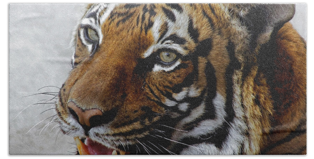 Malayan Tigers Hand Towel featuring the photograph Did Someone Mention Food by Elaine Malott