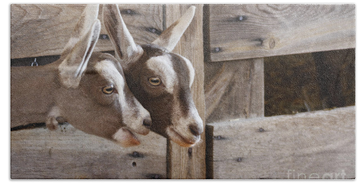 Goats Hand Towel featuring the photograph Did You Hear the Latest? by Patty Colabuono