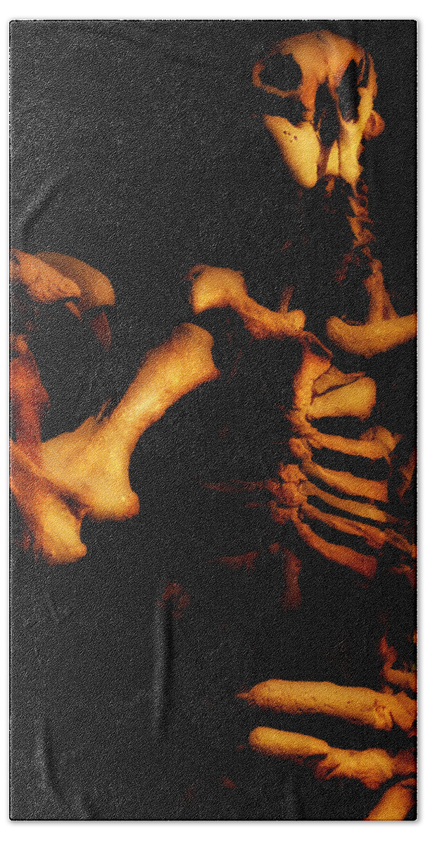 Fossils Bath Towel featuring the photograph Dinosaur Bones 1 by Joseph Hedaya