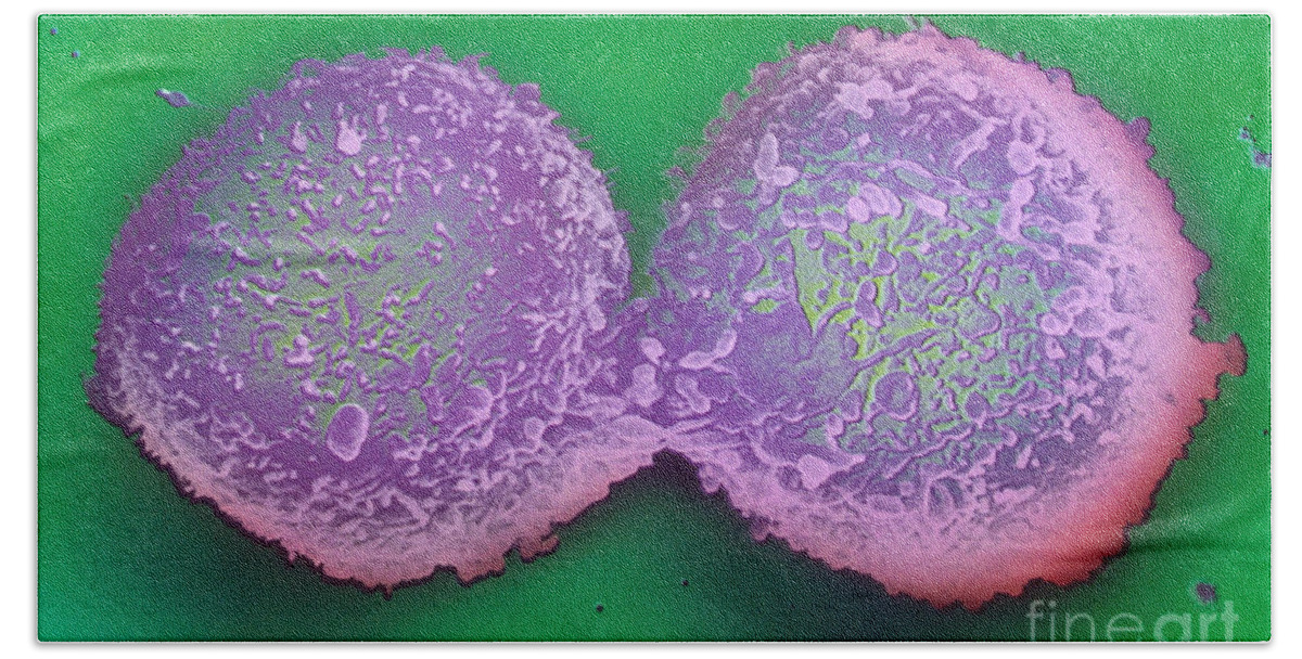 Lymphocyte Bath Towel featuring the photograph Dividing Lymphocyte Cells by David M. Phillips