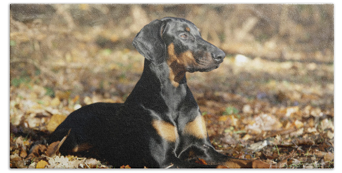 Doberman Pinscher Bath Towel featuring the photograph Dobermann Dog by John Daniels