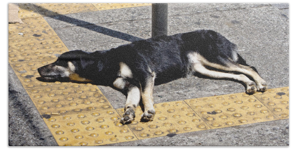 Dog Bath Towel featuring the photograph Dog in Sao Paulo by Julie Niemela