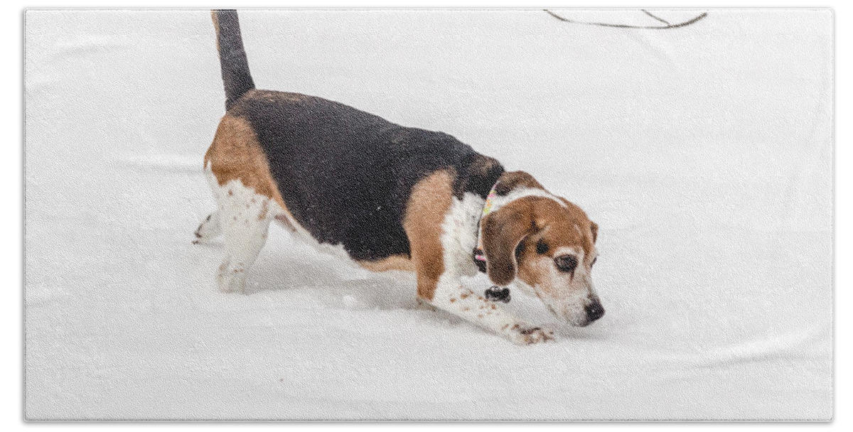 2015 Bath Towel featuring the photograph Dog in the Snow by Wade Brooks