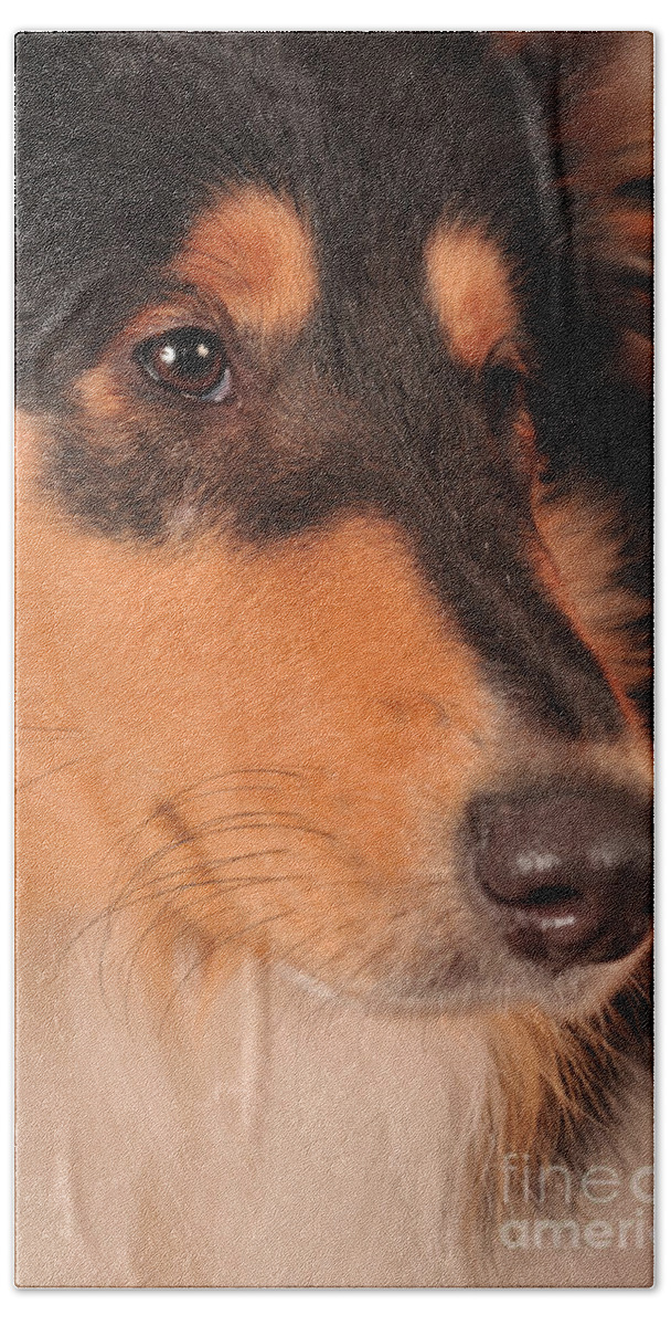 Collie Hand Towel featuring the photograph Dog Portrait by Randi Grace Nilsberg