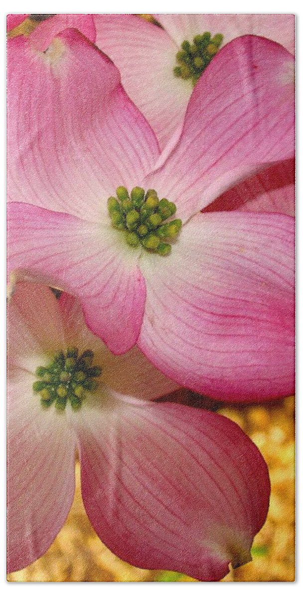 Blossom Bath Towel featuring the photograph Dogwood in Pink by Roger Becker