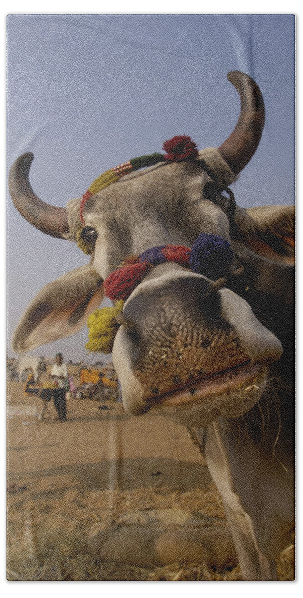 00210290 Bath Towel featuring the photograph Domestic Cattle India by Pete Oxford