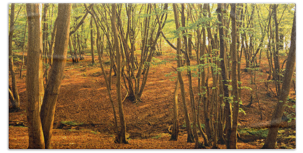 Autumn Landscape Bath Towel featuring the photograph Donyland Woods by David Davies
