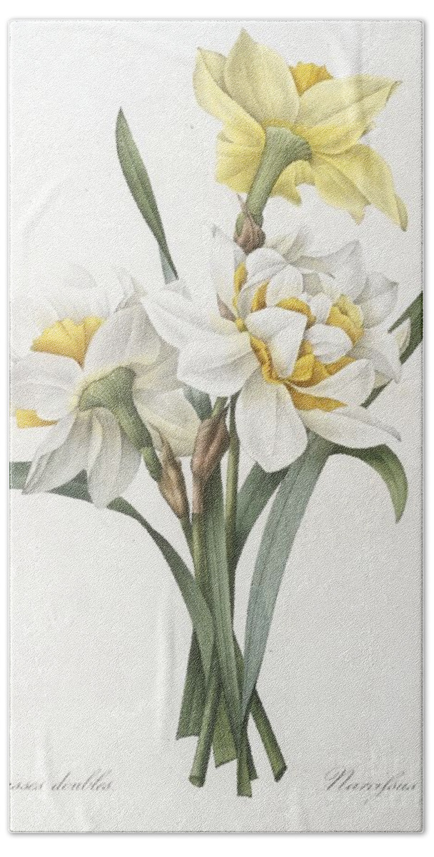Floral Hand Towel featuring the painting Double Daffodil by Pierre Joseph Redoute