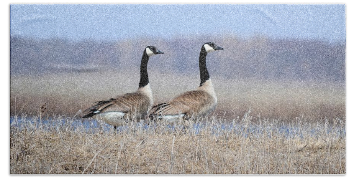Canadian Geese Hand Towel featuring the photograph Double Vision by Bonfire Photography