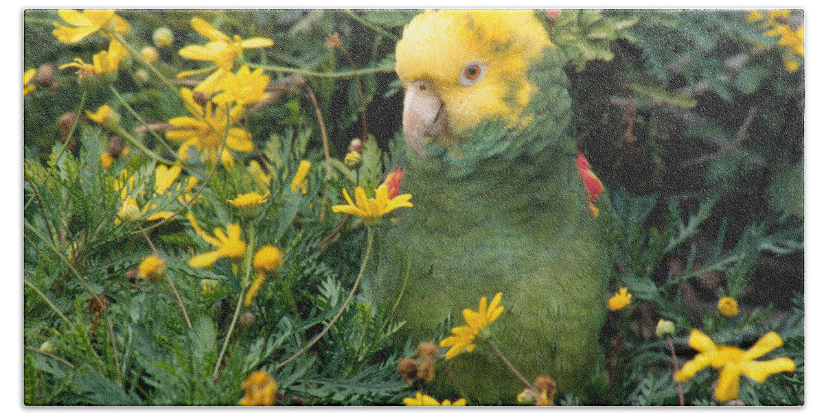 Amazon Parrot Hand Towel featuring the photograph Double Yellow Headed Parrot by Craig K. Lorenz