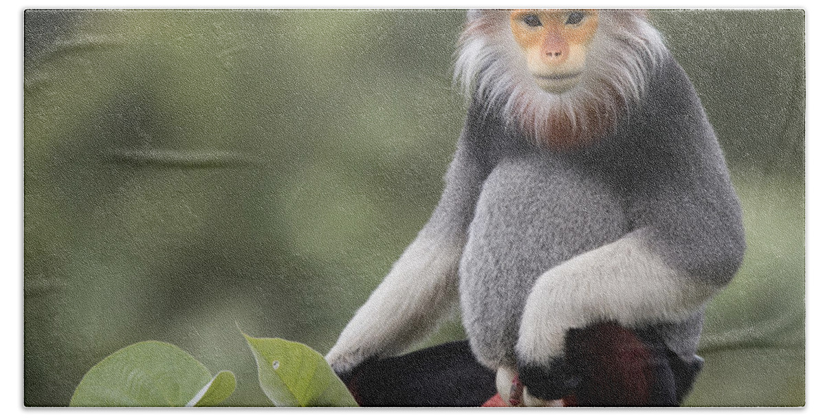 Cyril Ruoso Bath Towel featuring the photograph Douc Langur Male Vietnam by Cyril Ruoso