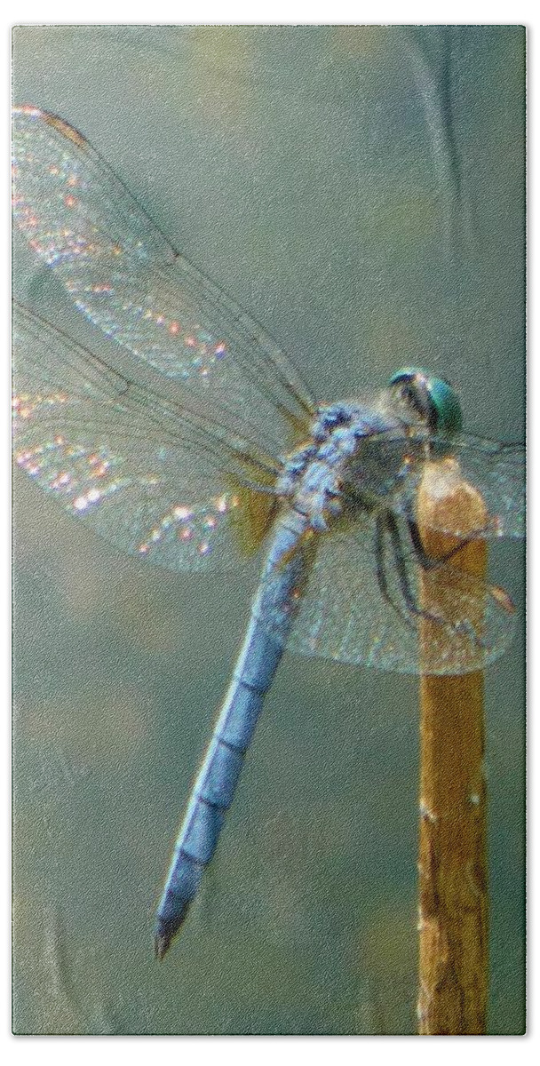 Lake Bath Towel featuring the photograph Dragonfly on Stick by Gallery Of Hope 