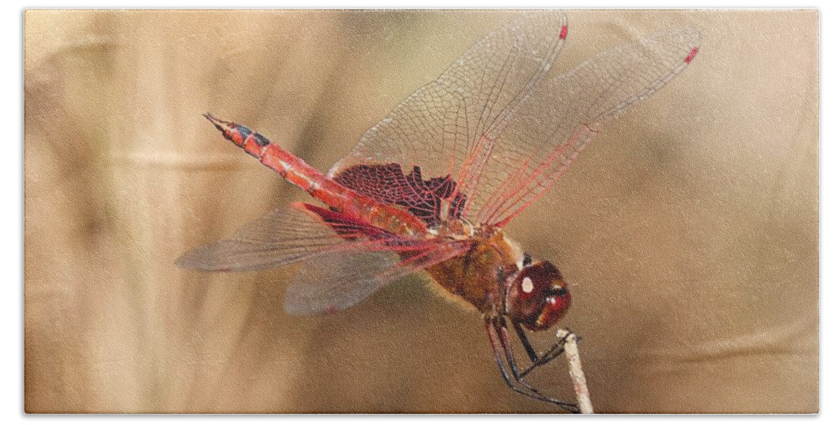 Dragonfly Hand Towel featuring the photograph Dragonfly by Stuart Litoff