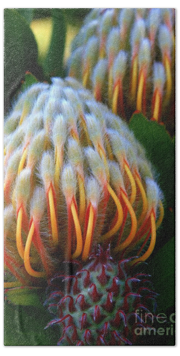Protea Bath Towel featuring the photograph Dramatic Protea Flower by Carol Groenen
