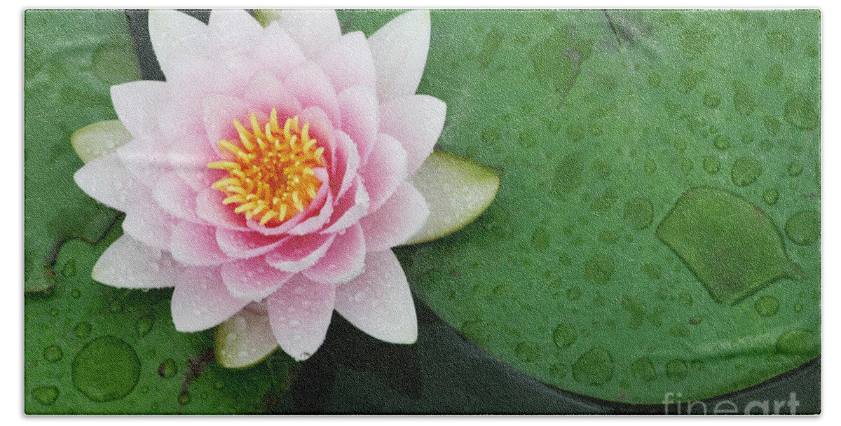 Water Lily Bath Towel featuring the photograph Dreamy Water Lily by Patty Colabuono