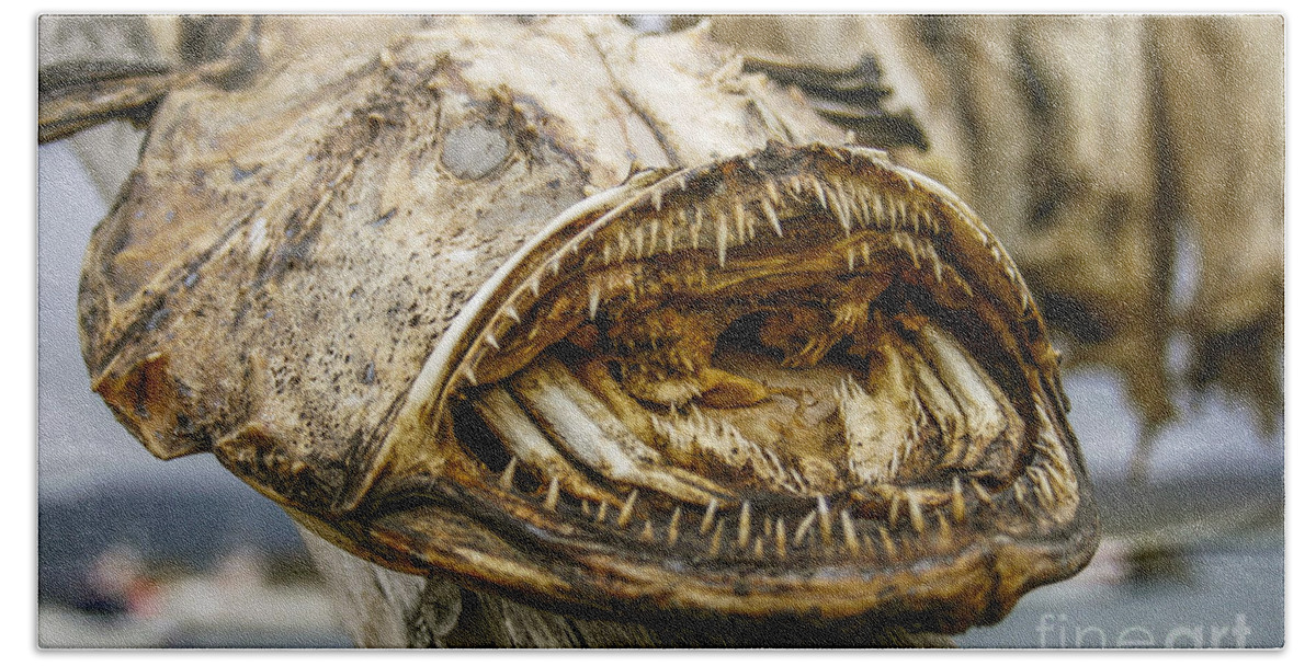Angler-fish Bath Towel featuring the photograph Dried angler- or monkfish by Patricia Hofmeester