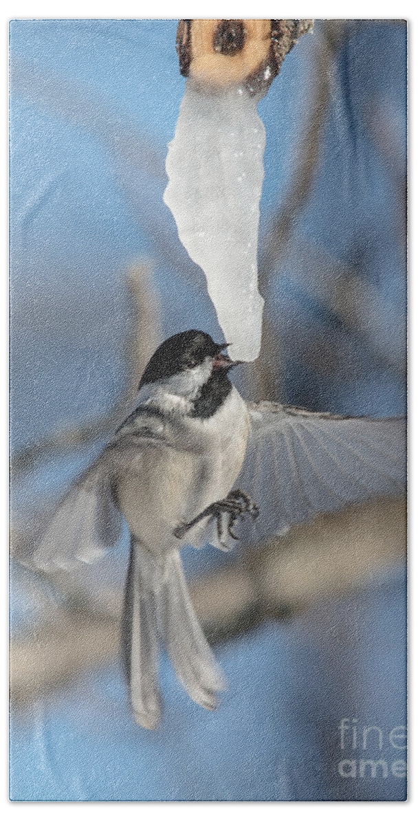 Blue Sky Bath Towel featuring the photograph Drinking in Flight by Cheryl Baxter