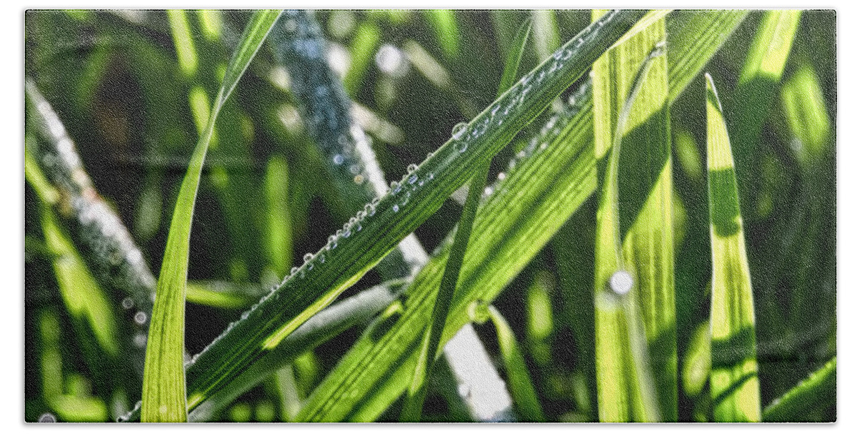 Droplets Hand Towel featuring the photograph Droplets on the green-Drplets on green leafs of seagrass in sunlight by Leif Sohlman