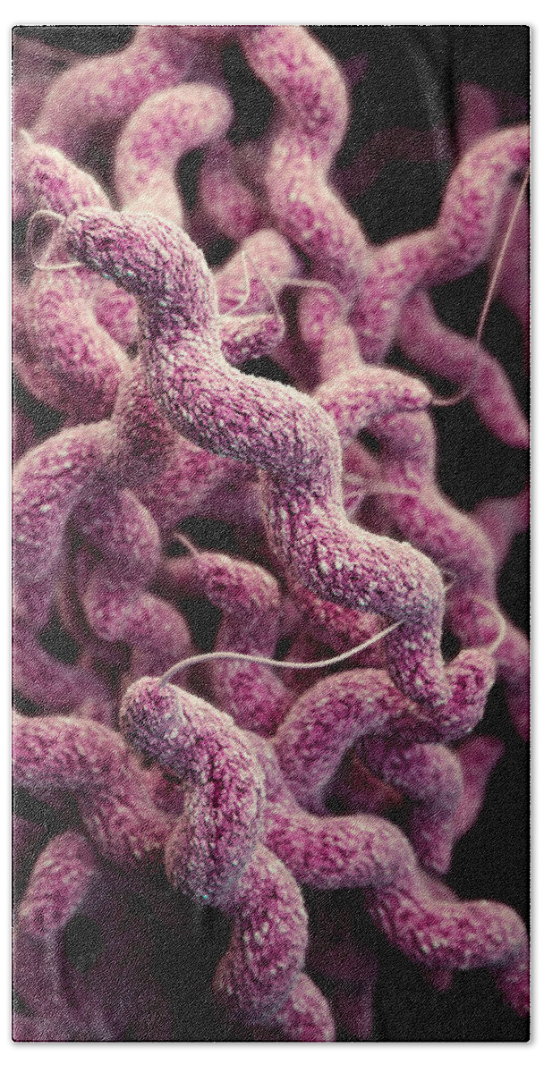 Drug Resistant Bath Towel featuring the photograph Drug-resistant Campylobacter by Science Source