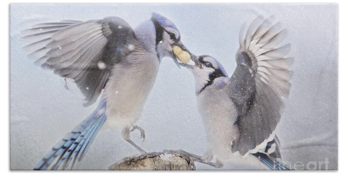 Birds Hand Towel featuring the photograph Dueling Jays by Pam Holdsworth