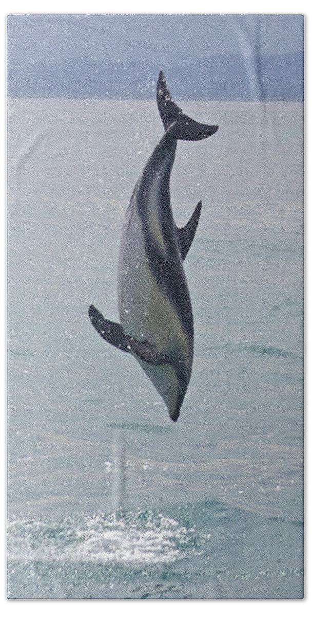 Dolphin Hand Towel featuring the photograph Dusky Dolphin, Kaikoura, New Zealand by Venetia Featherstone-Witty