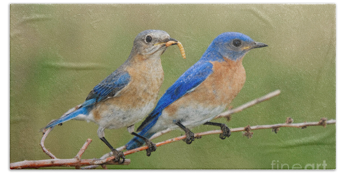 Sialia Sialis Bath Towel featuring the photograph Eastern Bluebird Pair by Linda Freshwaters Arndt