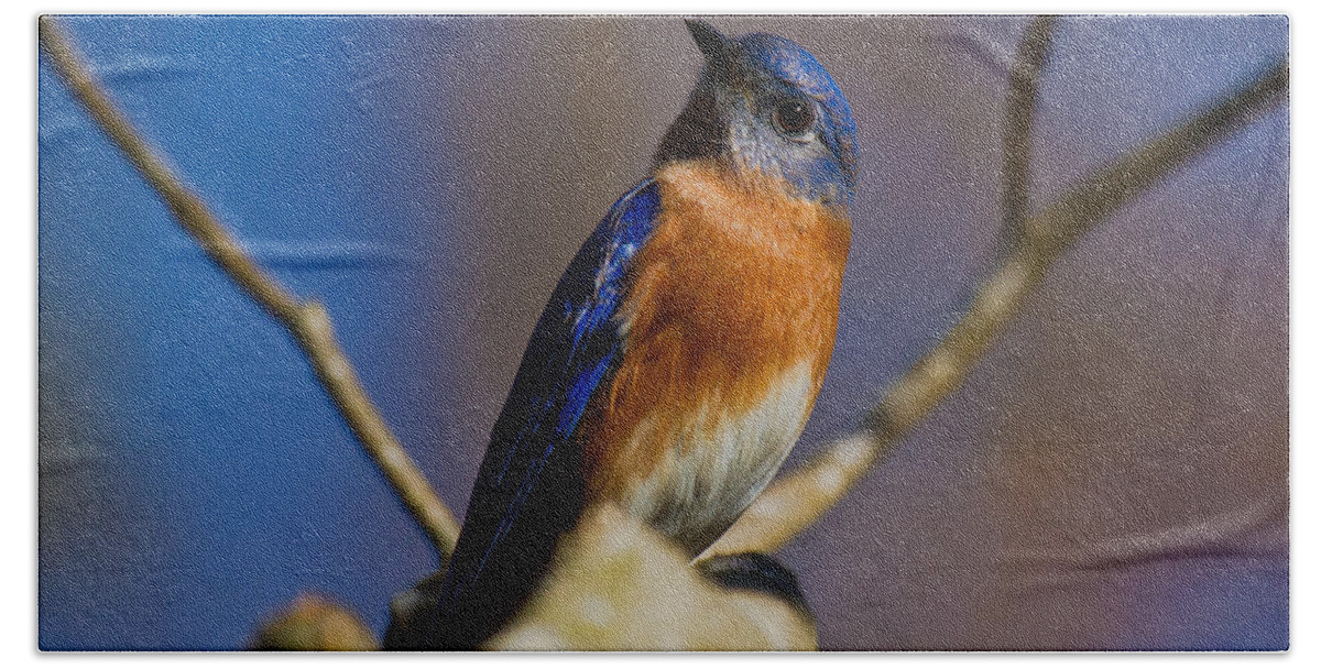 Bluebird Hand Towel featuring the photograph Eastern Bluebird by Robert L Jackson