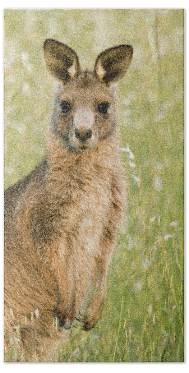 Sebastian Kennerknecht Bath Towel featuring the photograph Eastern Grey Kangaroo Juvenile Mount by Sebastian Kennerknecht
