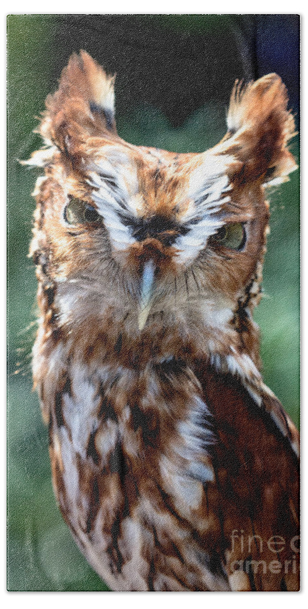 Color Hand Towel featuring the photograph Eastern Screech-Owl by Bernd Laeschke
