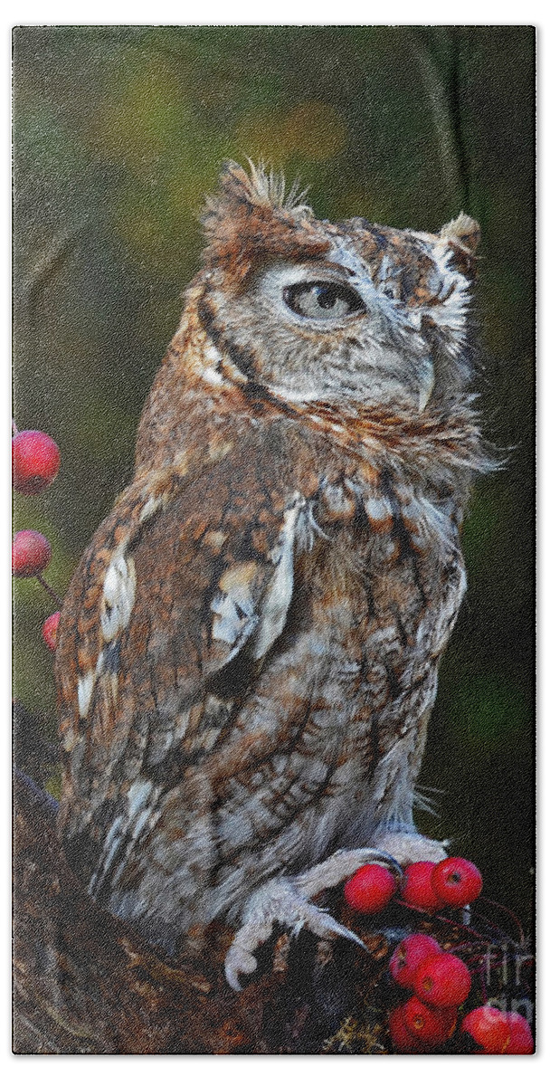 Owl Hand Towel featuring the photograph Eastern screech Owl by Rodney Campbell